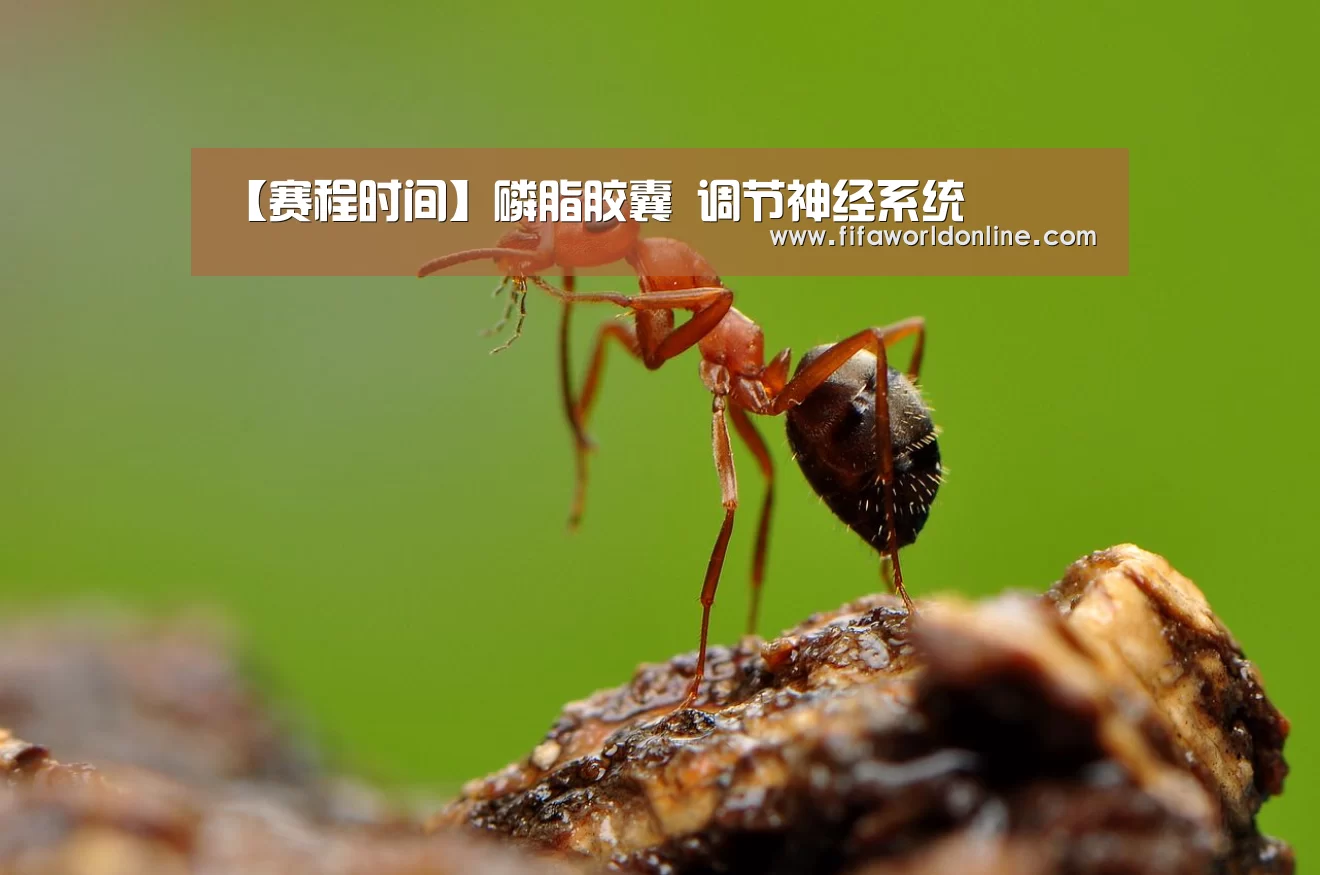 【赛程时间】磷脂胶囊 调节神经系统(图1) 世界杯资讯