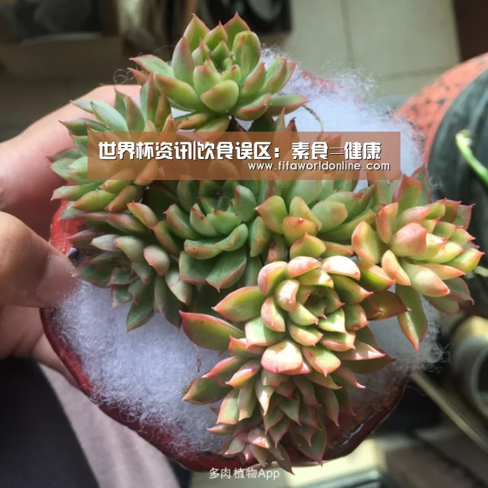 世界杯资讯|饮食误区:素食=健康(图4) 赛程时间